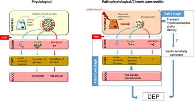 Mechanisms of Post-Pancreatitis Diabetes Mellitus and Cystic Fibrosis-Related Diabetes: A Review of Preclinical Studies